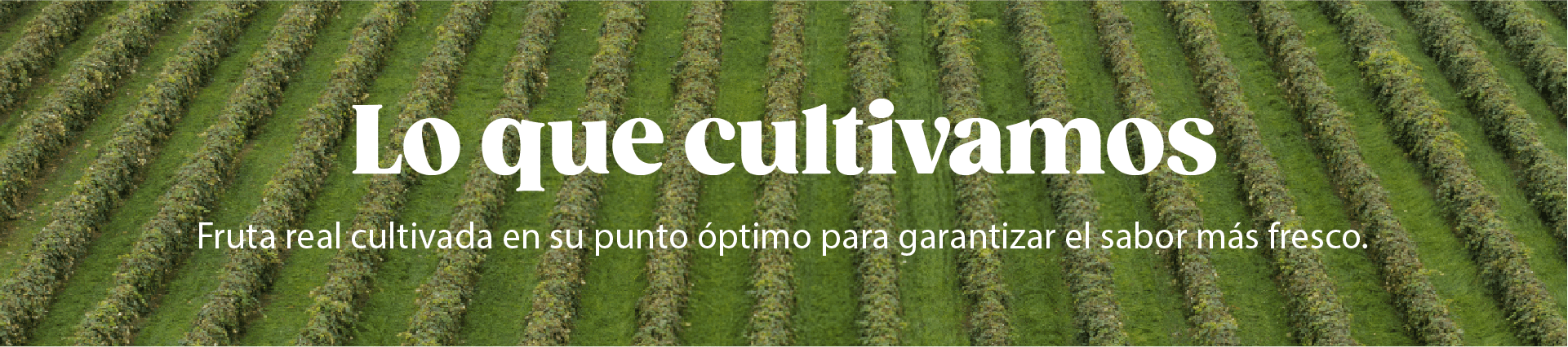 Lo que Cultivamos Fruta real cultivada en su punto óptimo para garantizar el sabor más fresco.