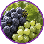 Dos racimos de uvas. El racimo de la izquierda es de Uvas Concord. El racimo de la derecha es de Uvas Niagara. Ambas lucen muy frescas.